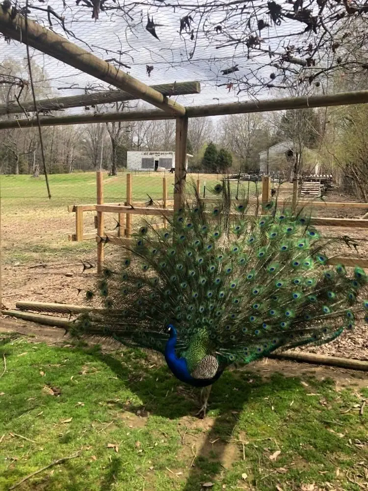 A peacock with its tail feathers down, standing by a wooden fence