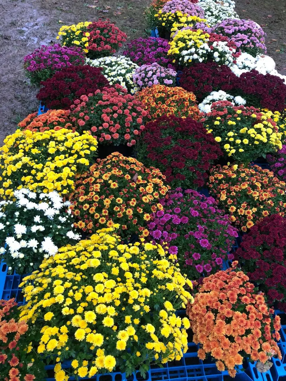 Rows of potted mums in yellow, orange, purple and white