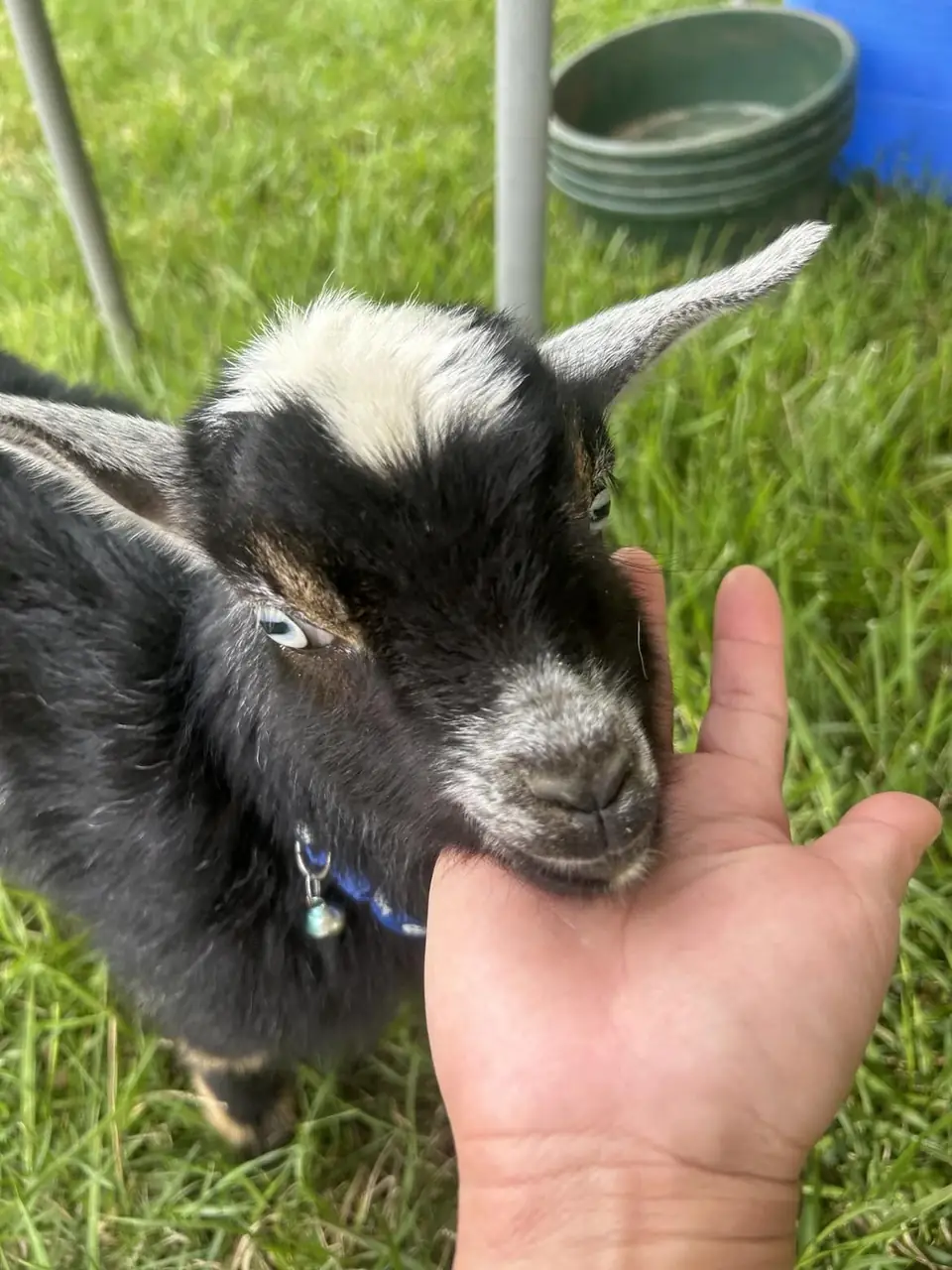 A black-and-white goat eating from a visitor's hand