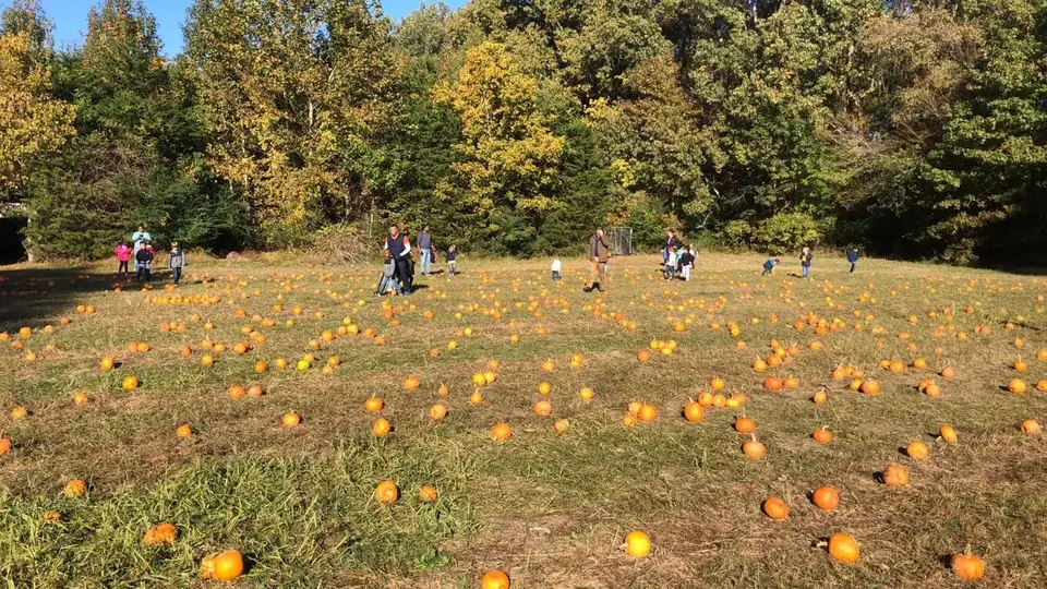 Families picking pumpkins across a wide pumpkin patch