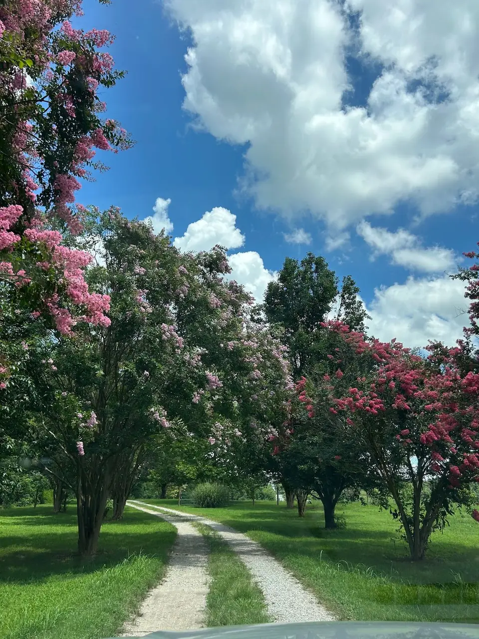 Crepe myrtle trees in bloom along a path