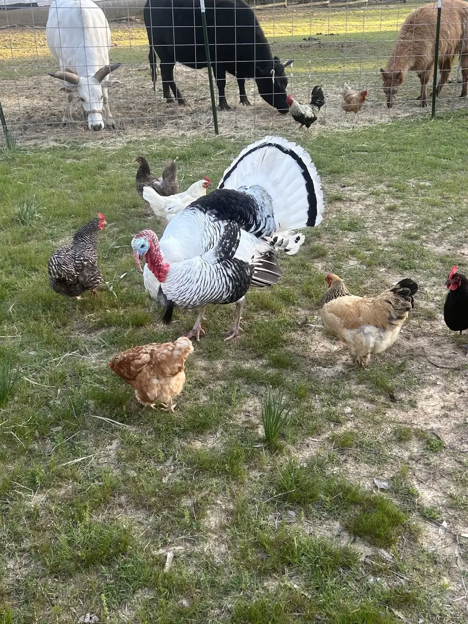 A turkey and chickens walking on the grass