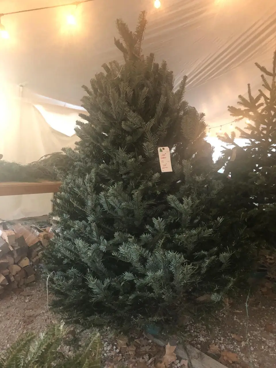 A tagged Christmas tree standing inside a tent