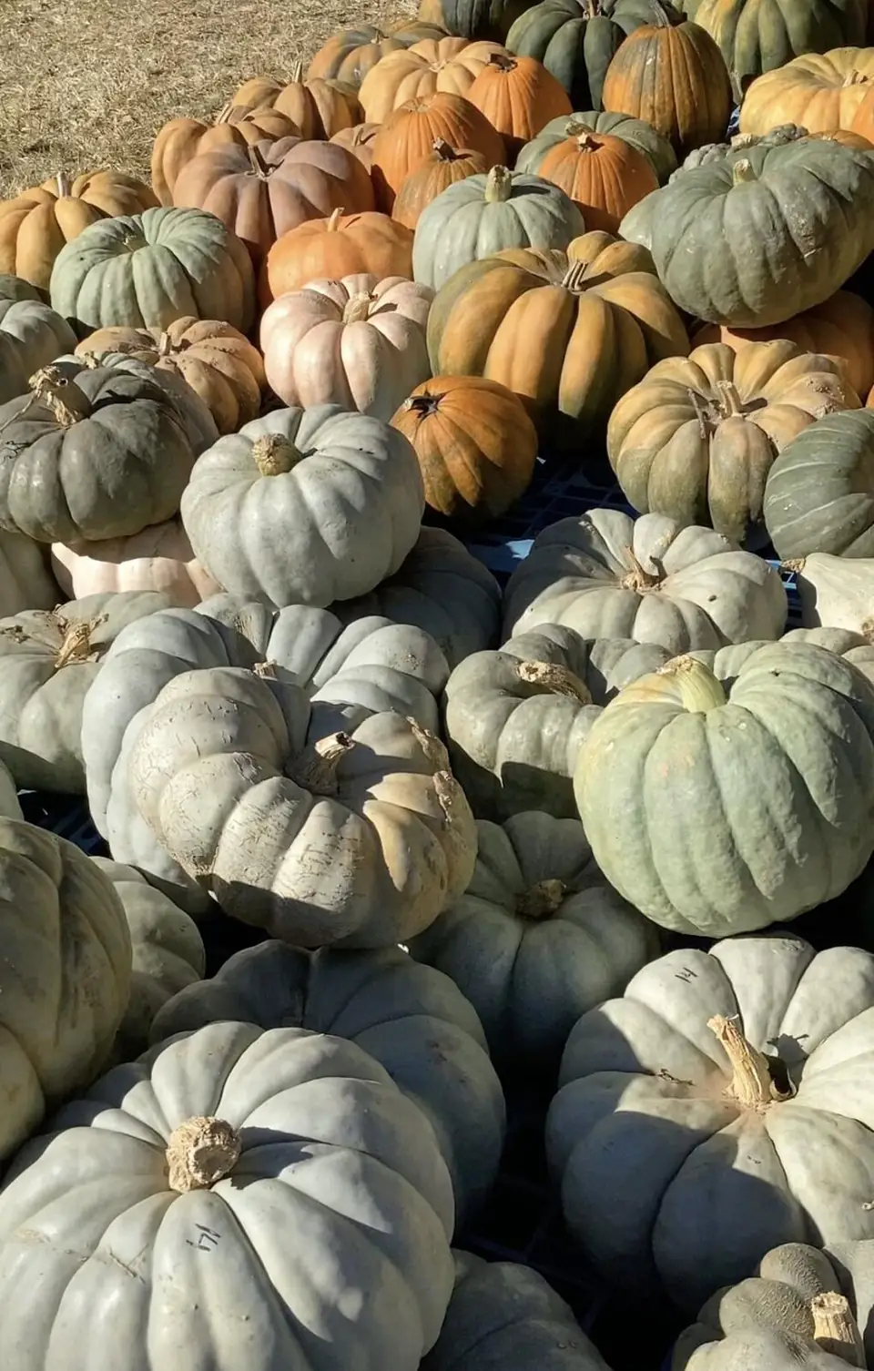 A pile of blue-grey heirloom pumpkins