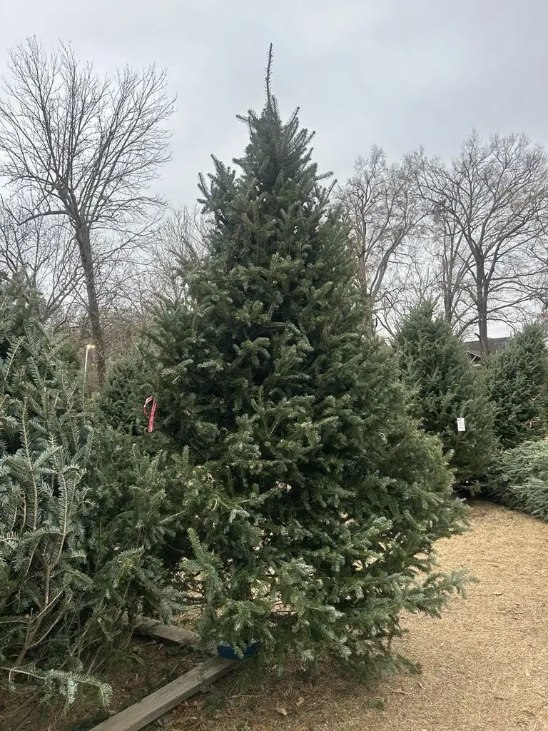 A tall Christmas tree among bare winter trees