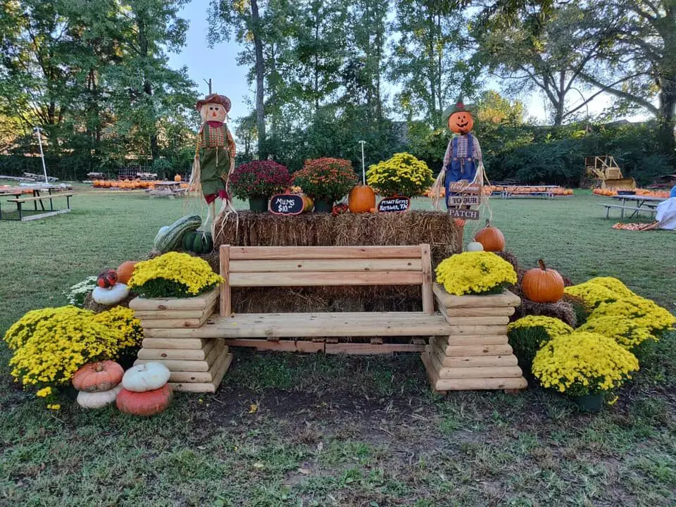 A wooden bench photo spot decorated with mums, pumpkins and scarecrows