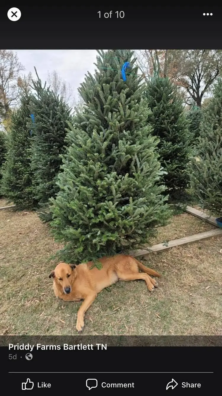 A dog resting under Christmas trees