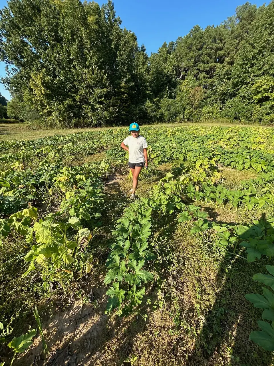A child walking through the pumpkin vines