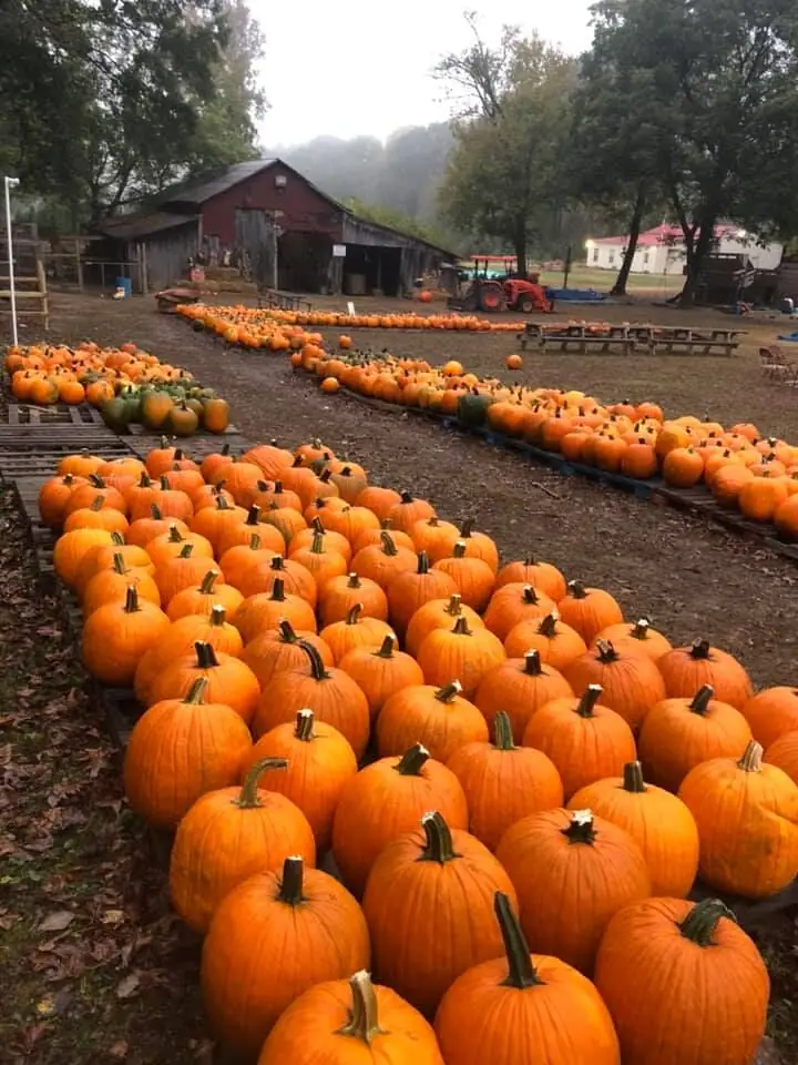 Rows of orange pumpkins leading toward the red barn