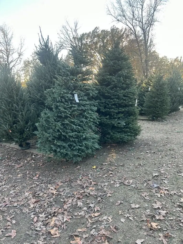 Christmas trees growing in the field