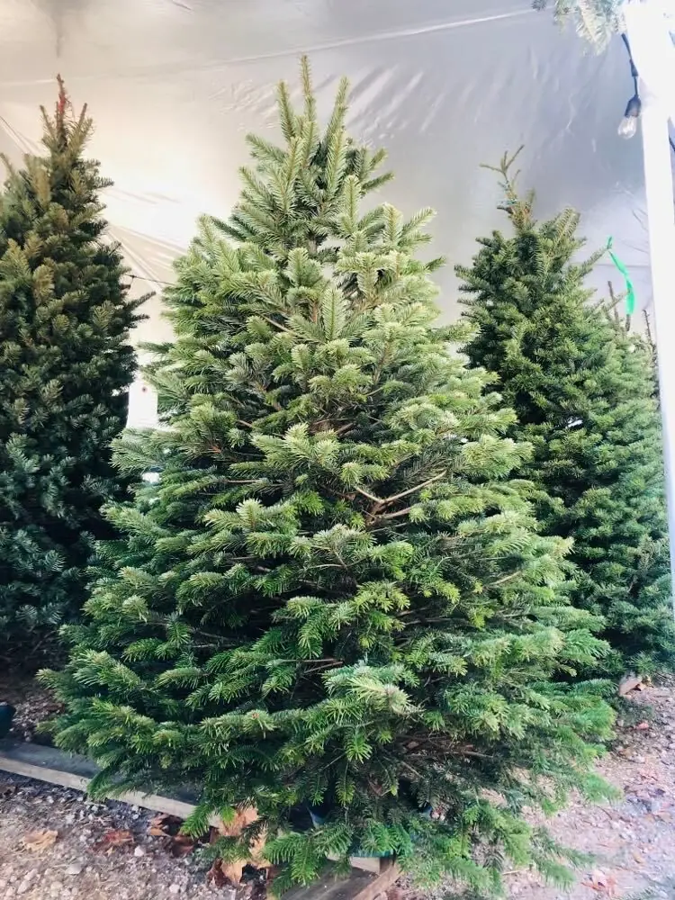 A full Christmas tree beside others in the lot