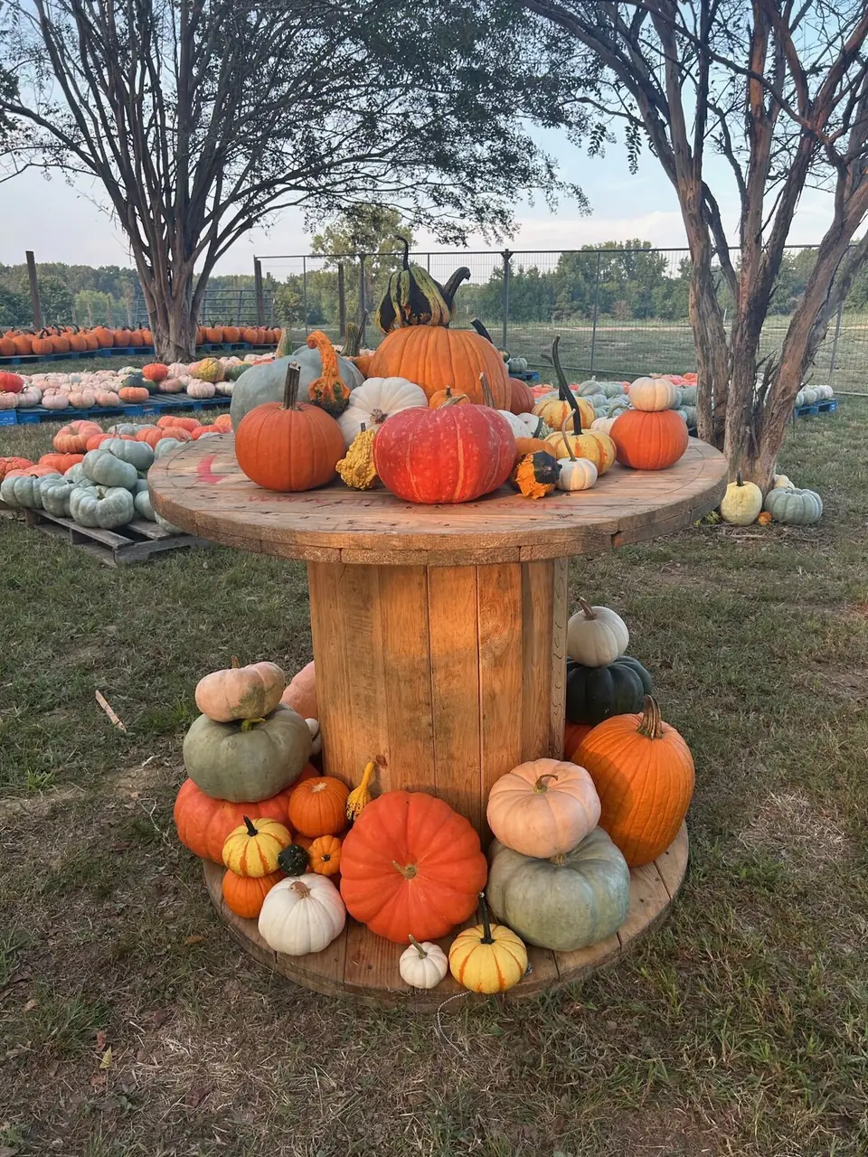 A wooden spool stacked with pumpkins and gourds