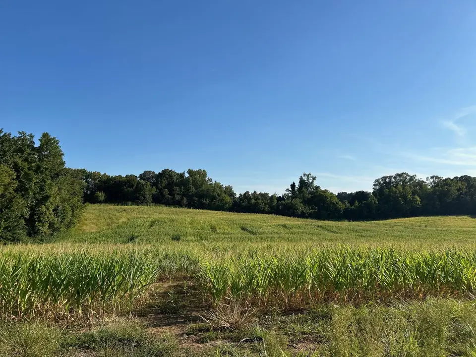 A green field under a clear blue sky