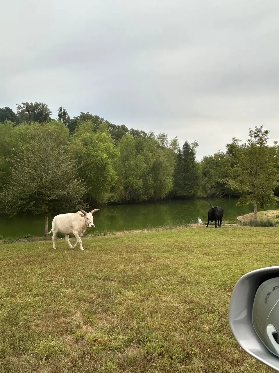 A sheep beside the lake
