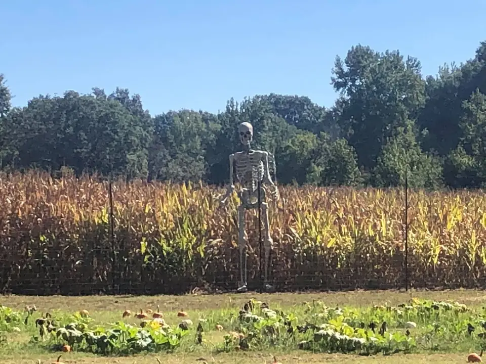 A skeleton figure standing in the corn field