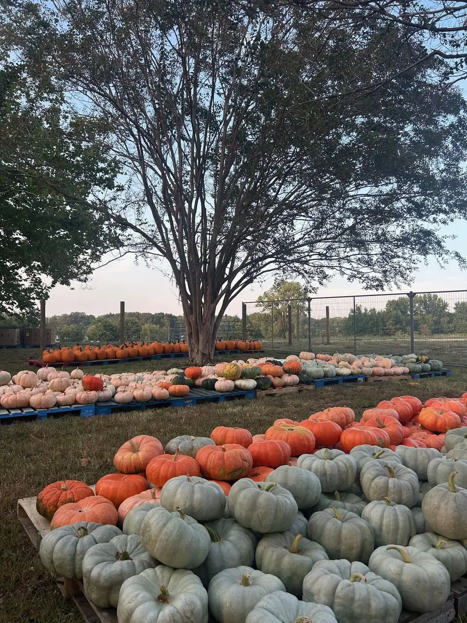 Heirloom pumpkins on pallets beneath a tree