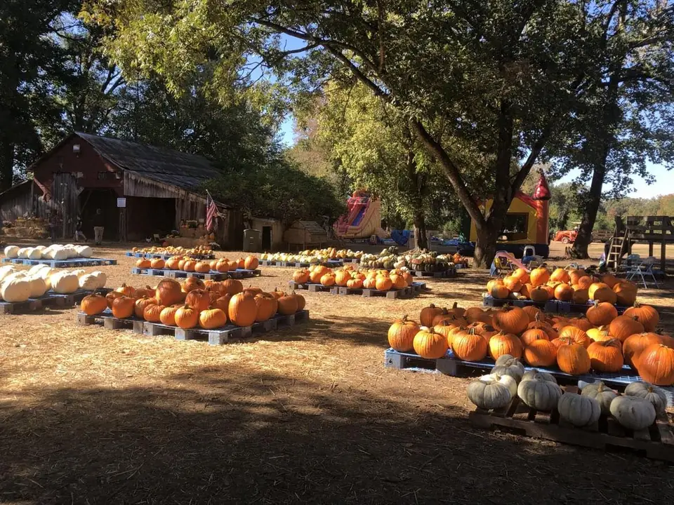 Pumpkins laid out on pallets in front of the barn