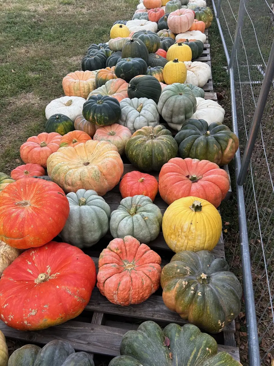 A colorful mix of heirloom pumpkins on pallets