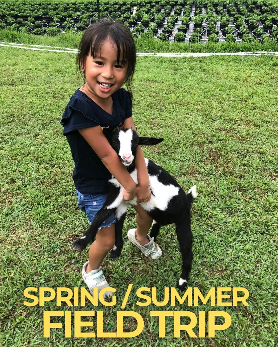 A smiling girl holding a baby goat, with the words Spring / Summer