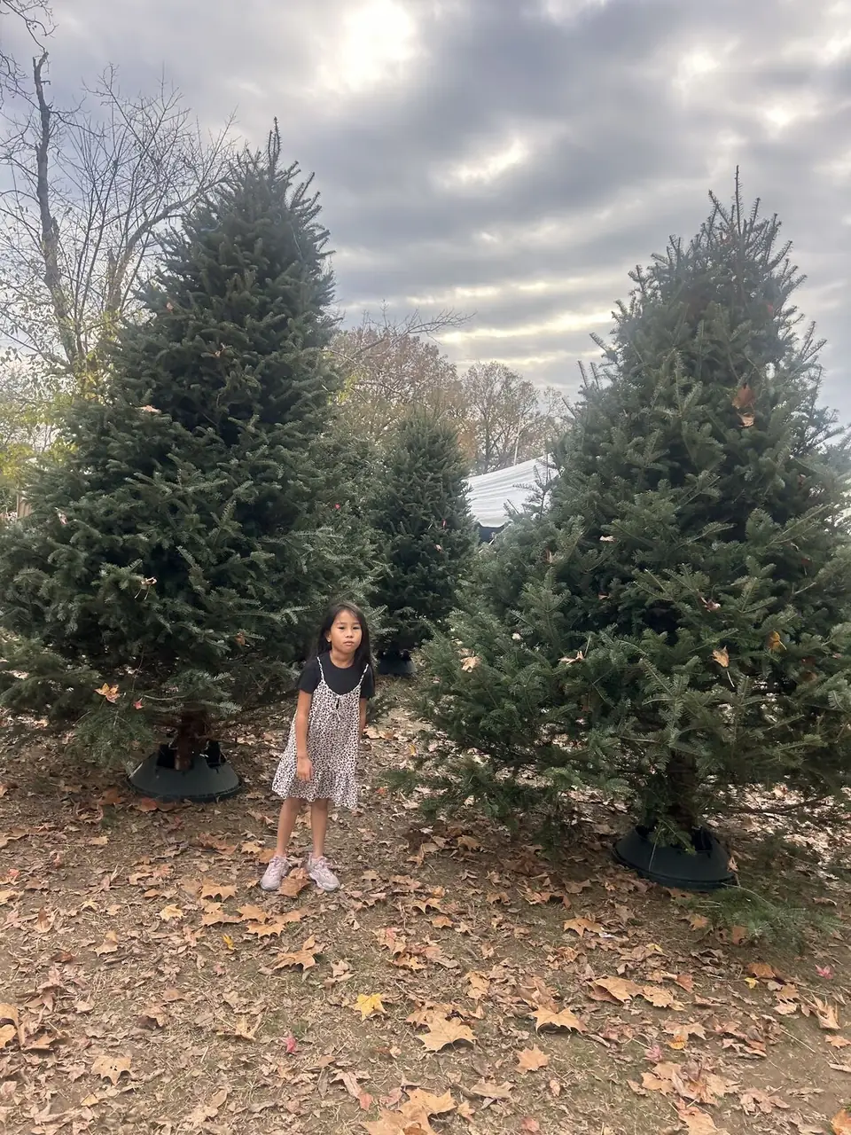 A child standing between two tall Christmas trees