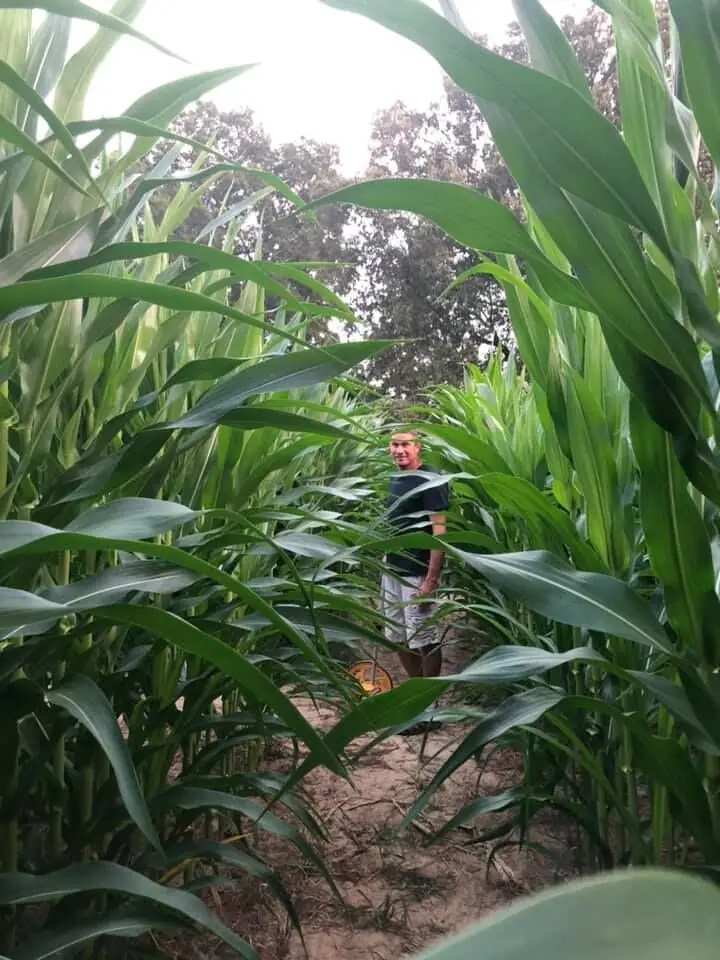 A visitor walking through the corn maze