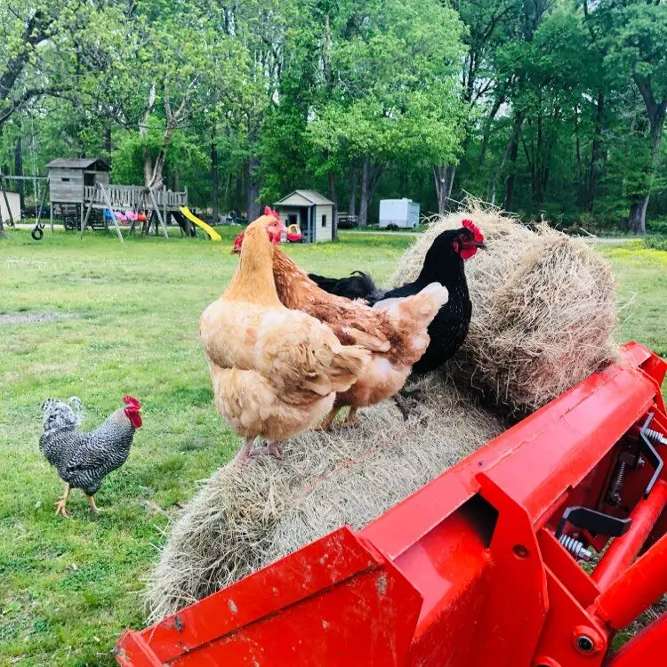 Chickens perched on a hay bale and a red wagon