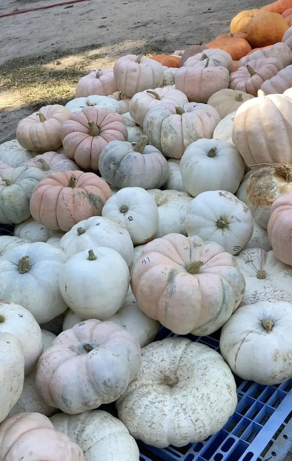 White and pale pink pumpkins